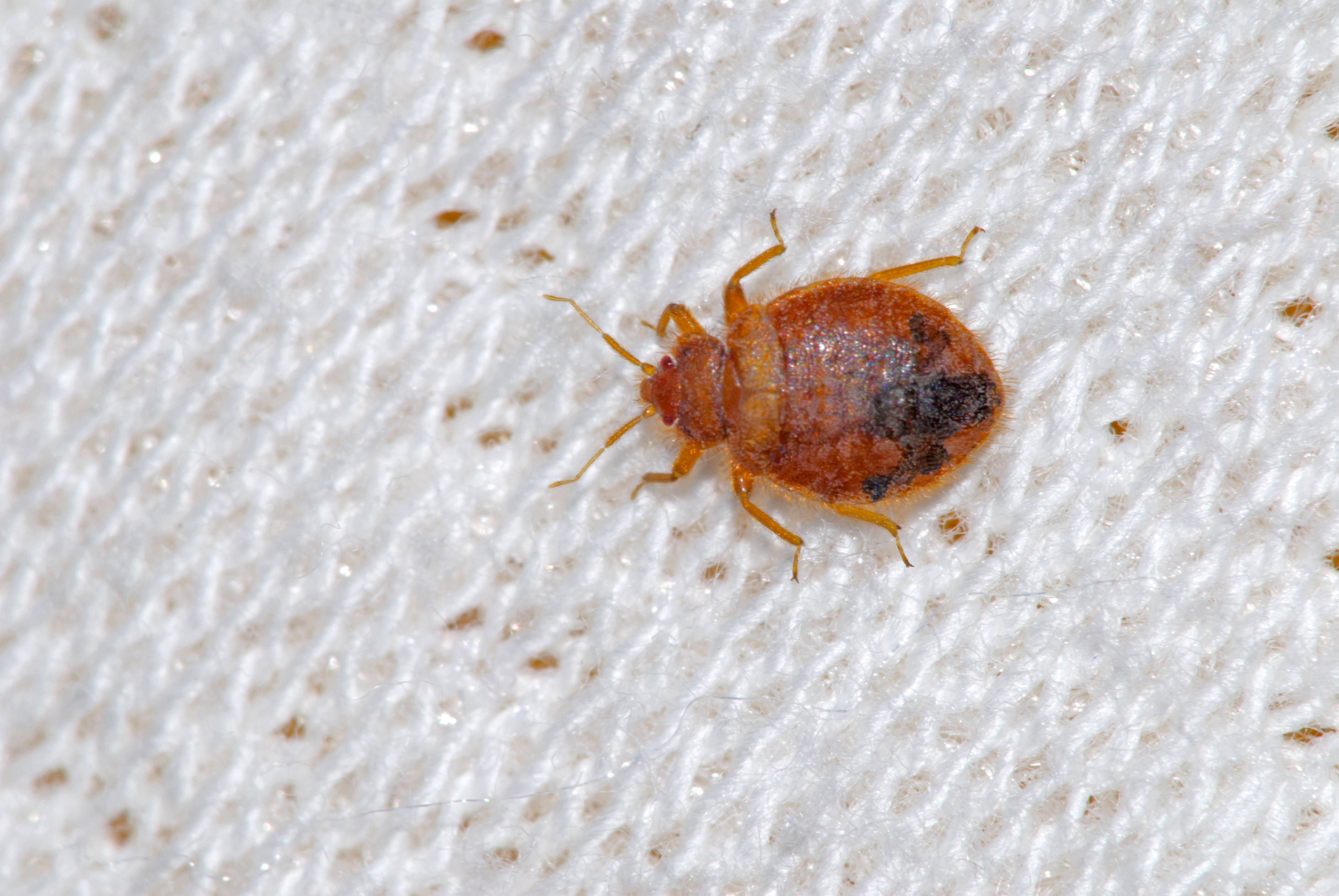 Bed bug enquiries to Wiltshire Council rise after Paris infestation